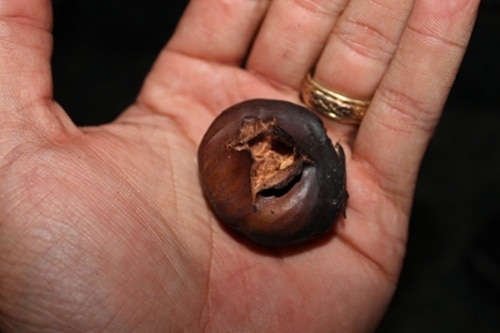 Holding a roasted chestnut in hand.