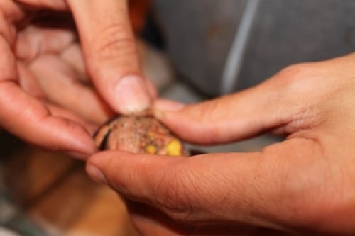 Removing the upper layer of chestnut.