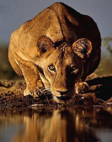lion Lioness with intense eyes drinking water eye contact.