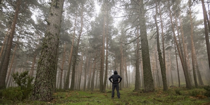 Person standing with hands on hips, facing tall pine trees in a foggy forest, contemplating survival tips.