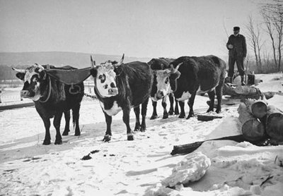 A group of oxen pulling a wagon in the snow during winter.