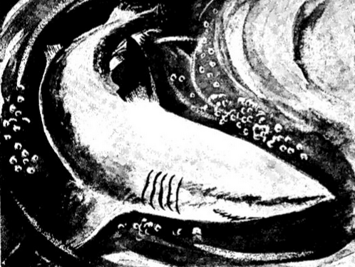A black and white drawing of a shark, showcasing its powerful presence in the water.